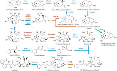 A Novel Hydroxylation Step in the Taxane Biosynthetic Pathway: A New Approach to Paclitaxel Production by Synthetic Biology